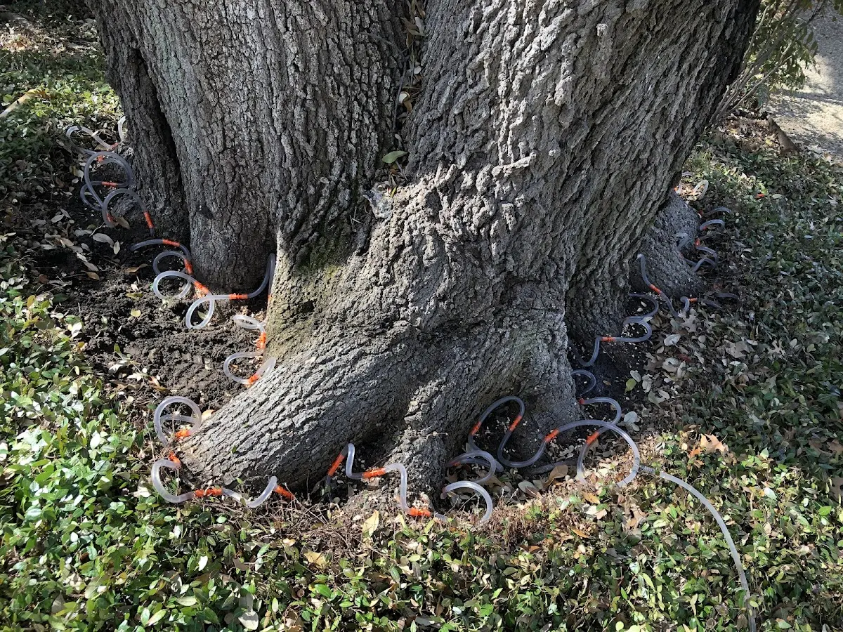 Detailed Tree Cabling and Bracing job site in Wolf