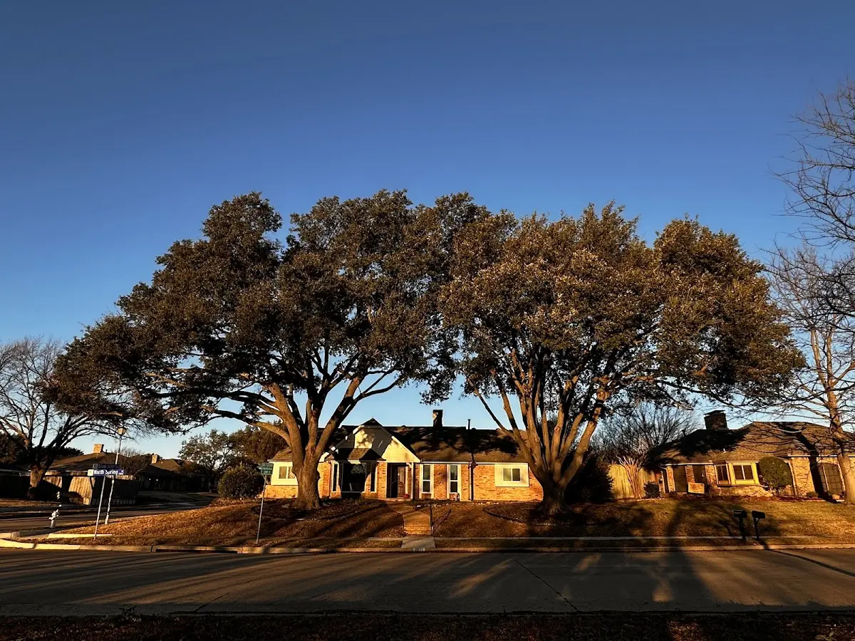 Established residential canopy tree shading a home in Wolf